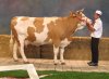cournon2011 meil